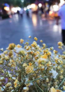 樱花雨之恿